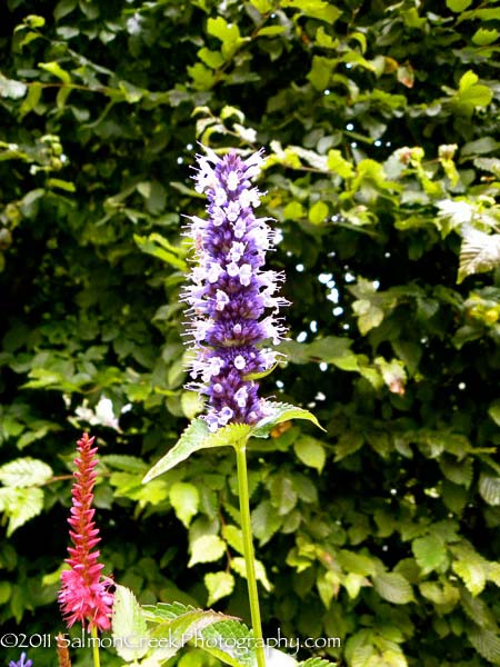 Agastache Black Adder