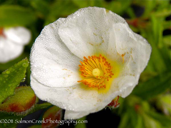 <em>Cistus x oblongifolius</em> ‘’