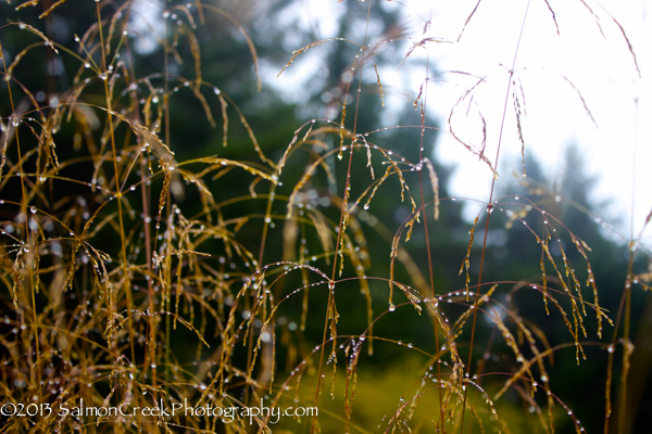 <em>Deschampsia cespitosa</em> ‘Tardiflora’