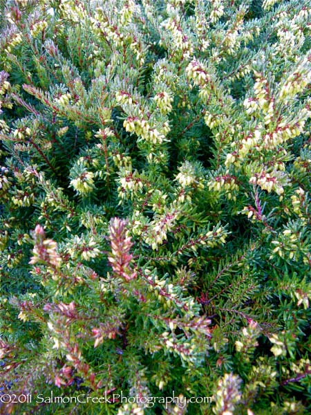 Erica darleyensis Kramer’s Red
