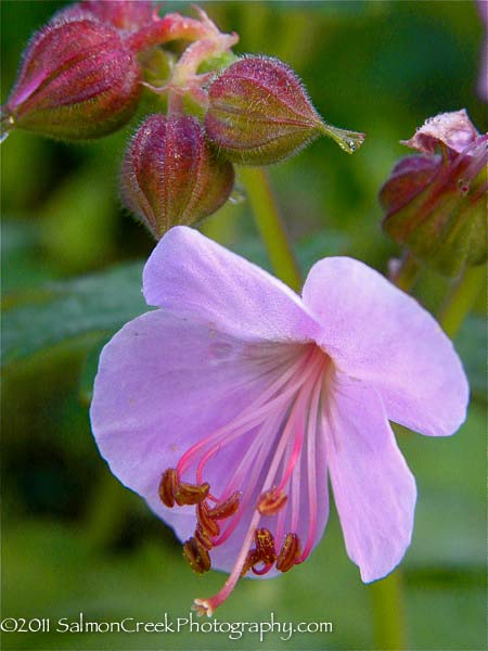 Geranium macrorrhizum ‘Ingwersen’s Variety’