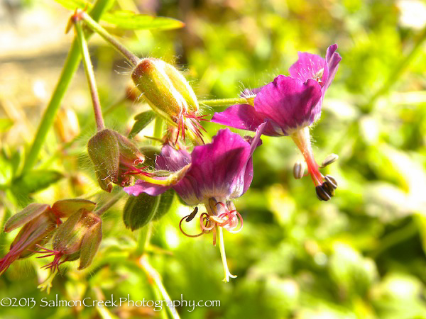 Geranium monacense ‘Muldoon’