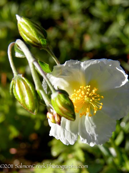 Helianthemum St. Mary’s