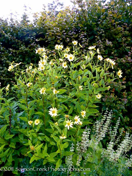Helianthus laetiflorus Lemon Queen