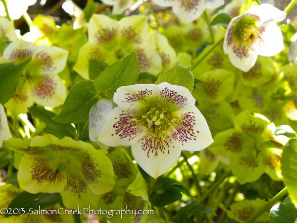 Helleborus hybridus White Lady Spotted
