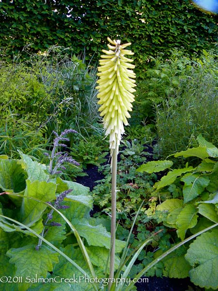 Kniphofia Percy’s Pride