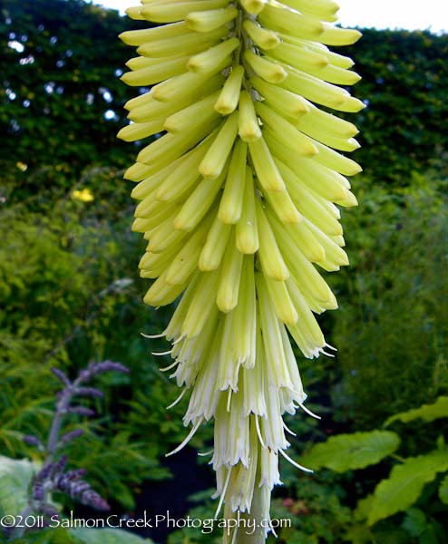 <i>Kniphofia</i> ‘Percy’s Pride’