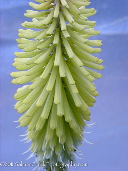 Kniphofia Percy’s Pride