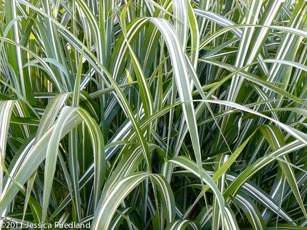 <i>Miscanthus sinensis</i> var. <i>condensatus</i> ‘Cosmopolitan’