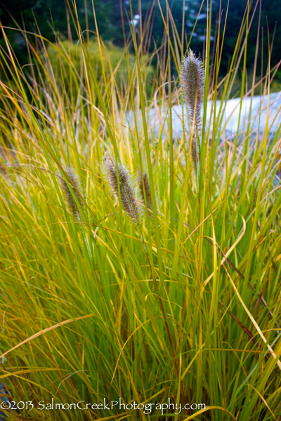 Pennisetum massaicum Red Buttons