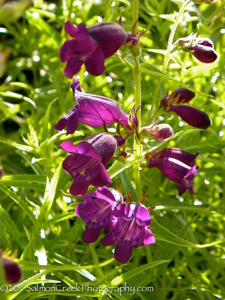 Penstemon x mexicali Pike’s Peak Purple