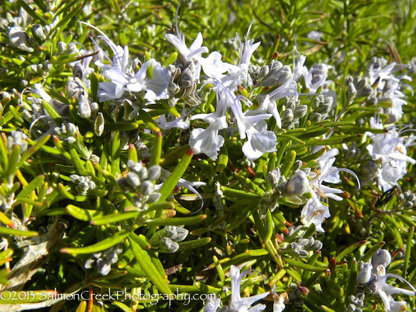 Rosmarinus officinalis Taylor’s Blue