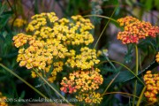 <em>Achillea</em> ‘Fireland’