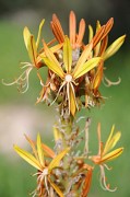 <i>Asphodeline lutea</i>