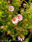 <em>Aster novae-angliae</em> ‘Harringtons Pink’