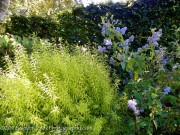 <i>Ceanothus</i> x <i>delileanus</i> ‘Gloire de Versailles’