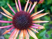 <em>Echinacea Big Sky?</em> ‘Sundown’