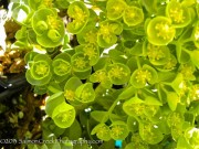 <i>Euphorbia myrsinites</i>