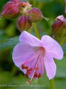 <i>Geranium macrorrhizum</i> ‘Ingwersen’s Variety’