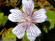<i>Geranium renardii</i> ‘Tcschelda’