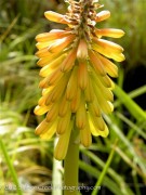 <em>Kniphofia</em> ‘Glow’