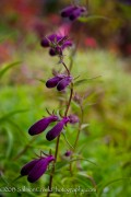 <i>Penstemon</i> x <i>x mexicali</i> ‘Pike’s Peak Purple’