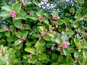 <em>Persicaria amplexicaulis</em>  ‘Inverleith’