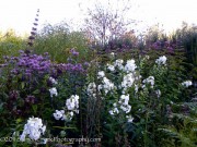 <i>Phlox paniculata</i> ‘David’s Lavender’