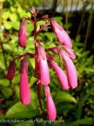 <em>Phygelius</em> ‘New Sensation’