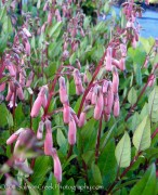 <em>Phygelius</em> x <i>rectus</i> ‘Pink Elf’