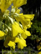 <em>Primula florindae</em> ‘’