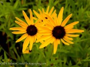 <i>Rudbeckia fulgida speciosa (Newmanii)</i>