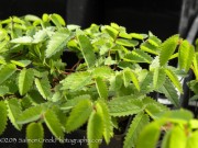 <em>Sanguisorba officinalis</em> ‘Chocolate Tip’