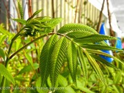 <i>Sorbaria sorbifolia</i>