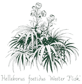 <em>Helleborus foetidus</em> ‘Wester Flisk’