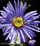 <i>Aster x frikartii</i> ‘Mönch’