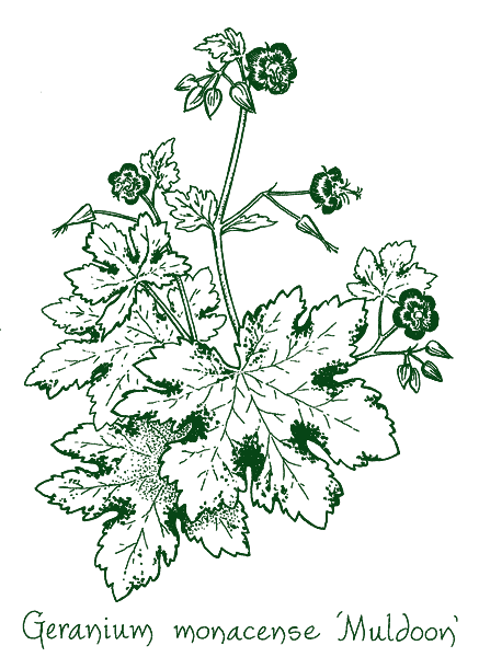 Geranium monacense ‘Muldoon’