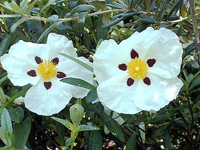 <em>Cistus</em> ‘Snow Fire’