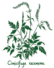 <em>Actaea racemosa</em> ‘’