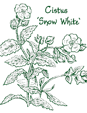 <em>Cistus</em> ‘Snow White’