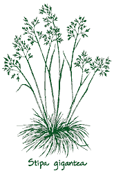 <em>Stipa gigantea</em> ‘’