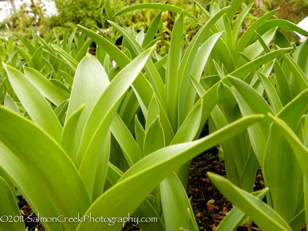 Allium schubertii