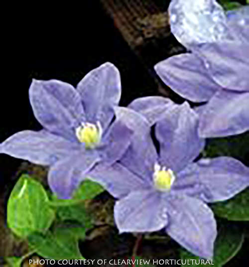 Clematis Fujimusume