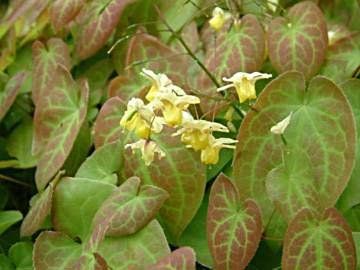 Epimedium versicolor Sulphureum