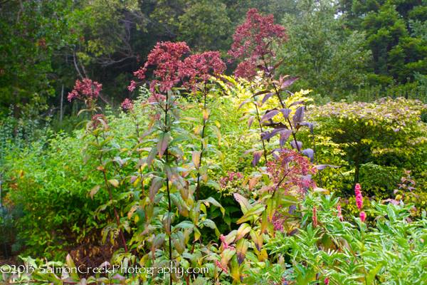 Eupatorium maculatum Riesenschirm