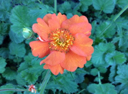 Geum ‘Prinses Juliana’