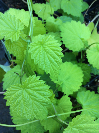 Humulus lupulus ‘Aureus’