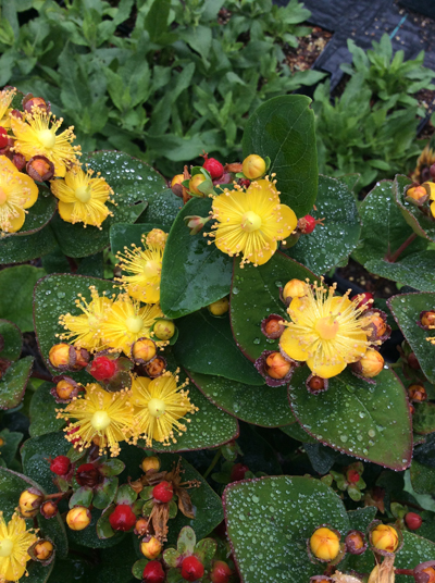 Hypericum inodorum Hypearl™ Compact Red