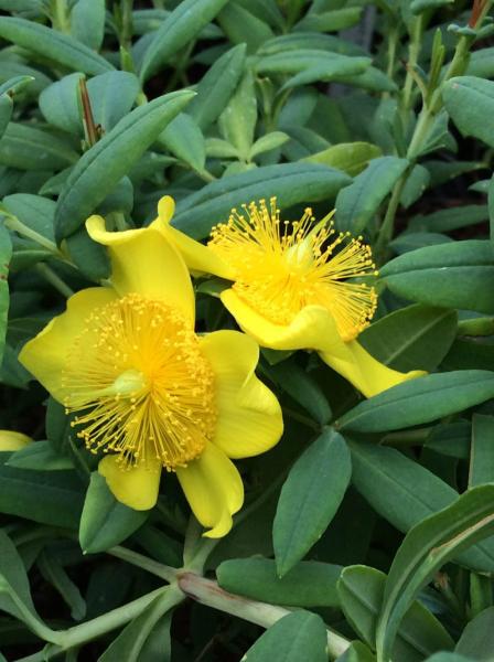 Hypericum frondosum Sunburst