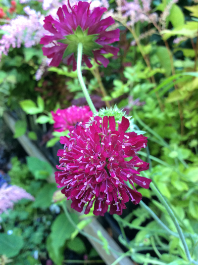 Knautia macedonica Mars Midget